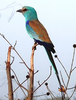 abyssinian roller in Ghana